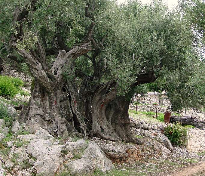 arbre olivier grece bois