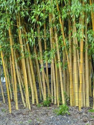 Plantes tiges bambou vivantes feuilles