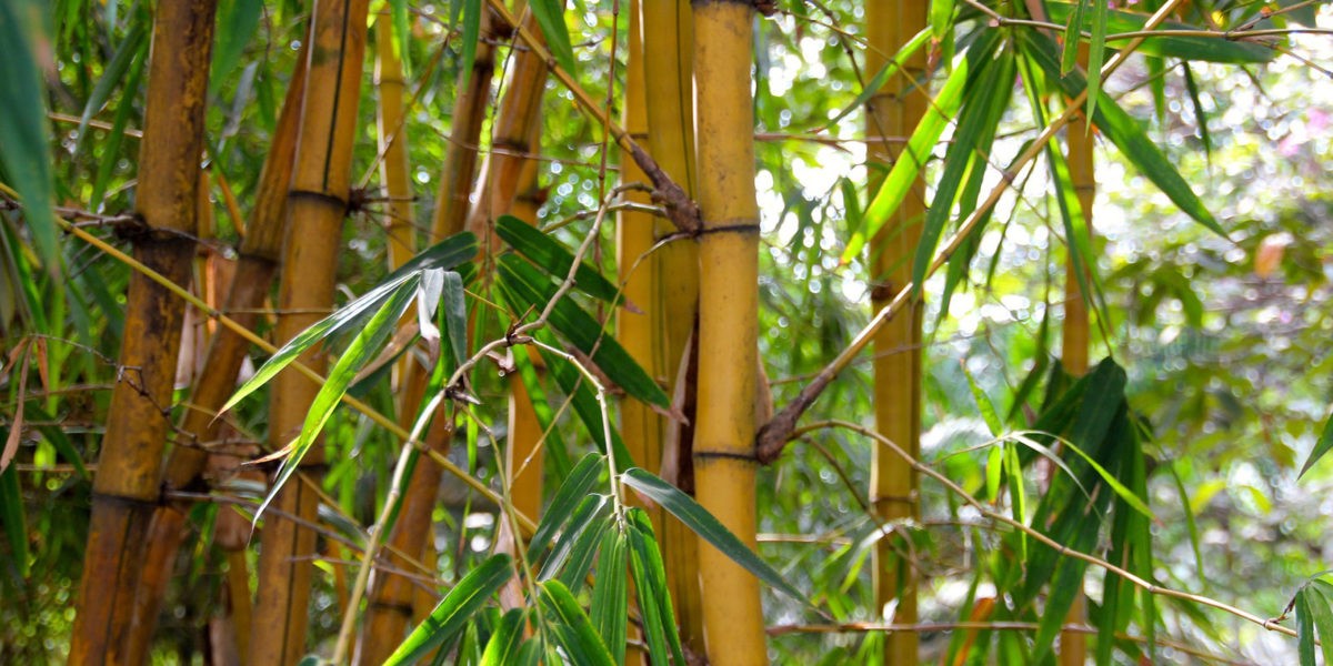 ZOOM tube bambou feuille bambusoideae