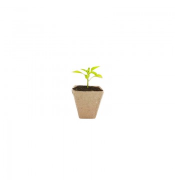 Pots biodégradables pour planter semis carton FSC
