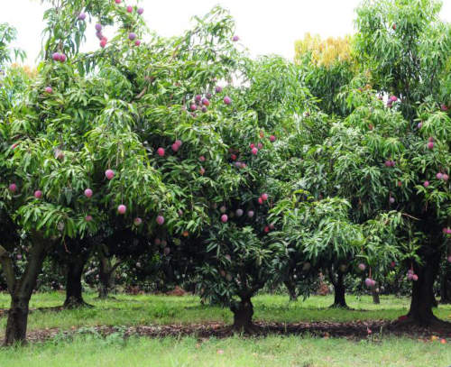 arbre manguier culture mangues