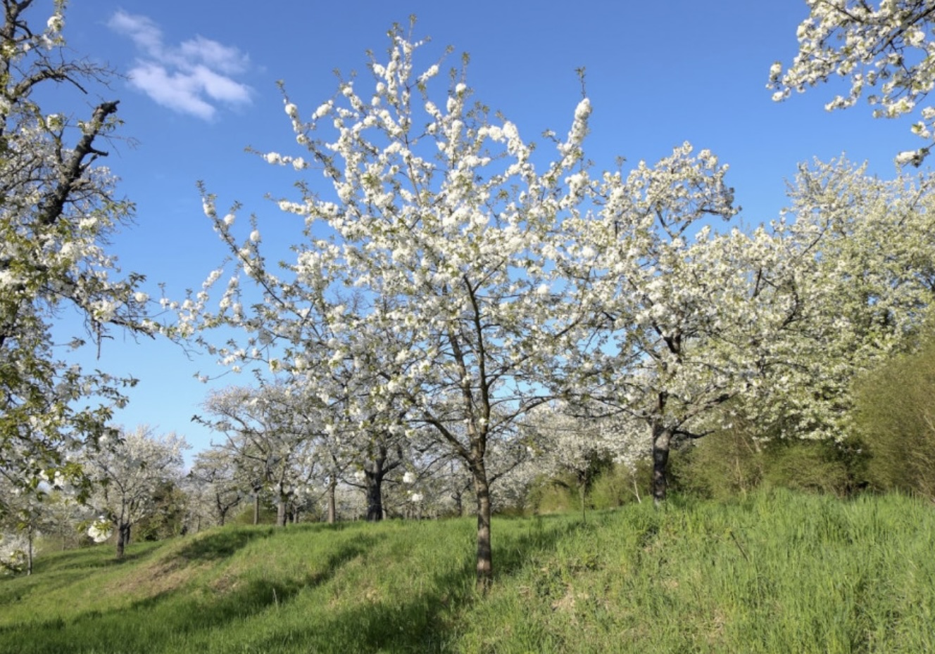 arbre bois merisier fleurs