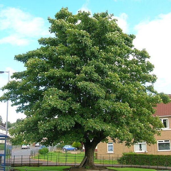Arbre érable famille Acer