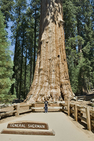 arbre plus grand monde général Sherman seuil géant